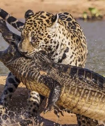 Jaguars vs Crocs